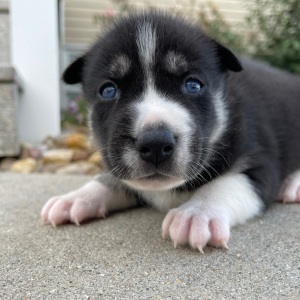 Siberian Husky Puppy Jenna