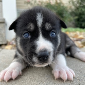 Siberian Husky Puppy Jenna