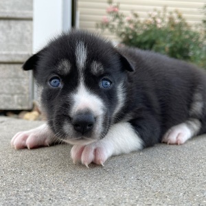 Siberian Husky Puppy Jenna