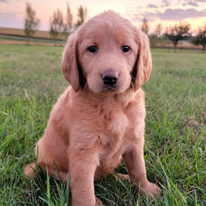Labradoodle Puppy Samantha