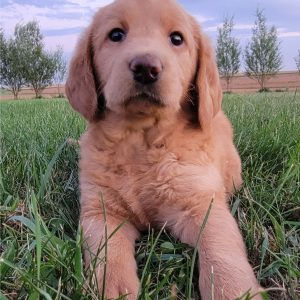 Labradoodle Puppy Samantha