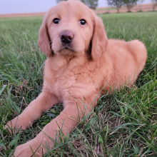 Labradoodle Puppy Samantha