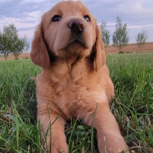 Labradoodle Puppy Samantha