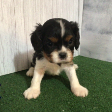 Cavalier King Charles Spaniel Puppy King