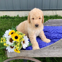 Labradoodle Puppy Duke