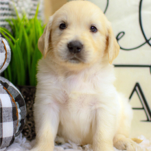 Golden Retriever Puppy Channing