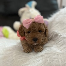 Bichonpoo Puppy Dixie