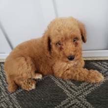 Goldendoodle Puppy Scarlet