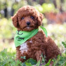 Goldendoodle Puppy Levi