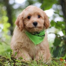 Cavapoo Puppy Rowan