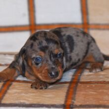 Dachshund Puppy Caden