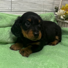 Dachshund Puppy Aaron