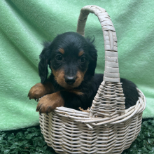 Dachshund Puppy Aaron