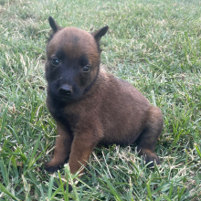 Belgian Malinois Puppy Abby