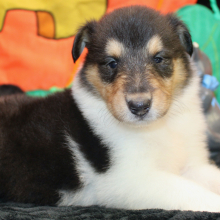 Collie Puppy Jai