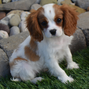 Cavalier King Charles Spaniel Puppy Rio