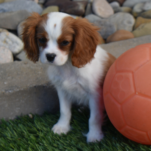 Cavalier King Charles Spaniel Puppy Rio
