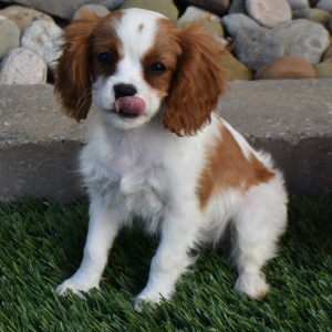Cavalier King Charles Spaniel Puppy Rio