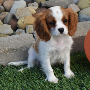 Cavalier King Charles Spaniel Puppy Rio