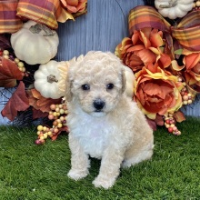 Poodle Puppy Zara