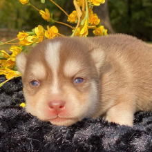 Pomsky Puppy Balayage