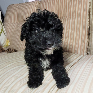 Poodle Puppy Ally