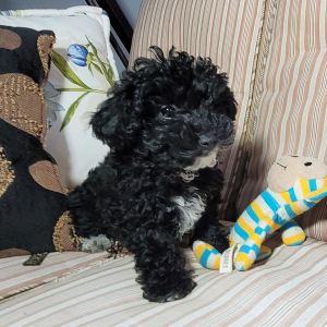 Poodle Puppy Ally
