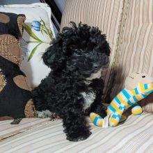Poodle Puppy Ally