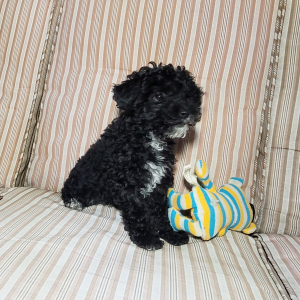 Poodle Puppy Ally