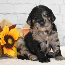 Labradoodle Puppy Freya