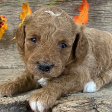 Goldendoodle Puppy Zenna