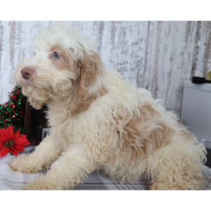 Cockapoo Puppy Barkley