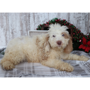 Cockapoo Puppy Barkley