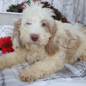 Cockapoo Puppy Barkley