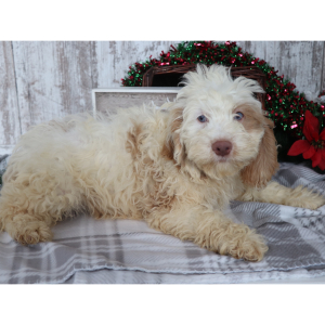 Cockapoo Puppy Barkley