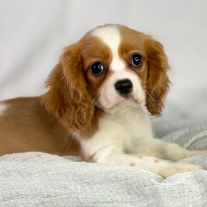 Cavalier King Charles Spaniel Puppy Rocket