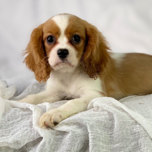 Cavalier King Charles Spaniel Puppy Rocket