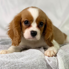 Cavalier King Charles Spaniel Puppy Rocket