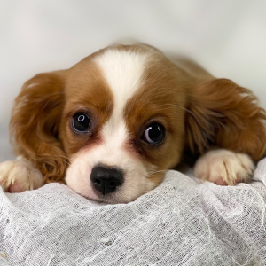Cavalier King Charles Spaniel Puppy Rocket