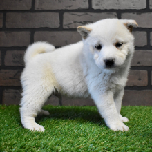 Shiba Inu Puppy Kuma