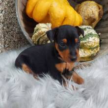 Miniature Pinscher Puppy Nick