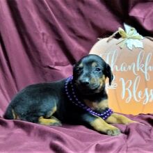Doberman Pinscher Puppy Jasmine