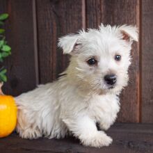 West Highland White Terrier Puppy BJ