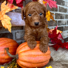 Poodle Puppy Ethan