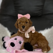 Goldendoodle Puppy Tansy