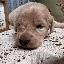 Labradoodle Puppy Buddy