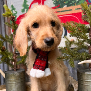 Labradoodle Puppy Buddy
