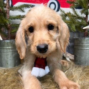 Labradoodle Puppy Buddy
