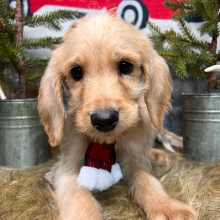 Labradoodle Puppy Buddy