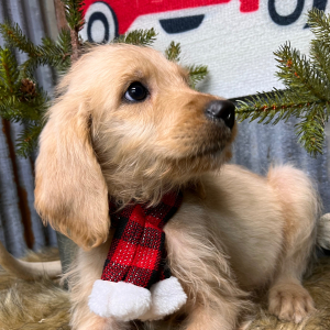 Labradoodle Puppy Buddy
